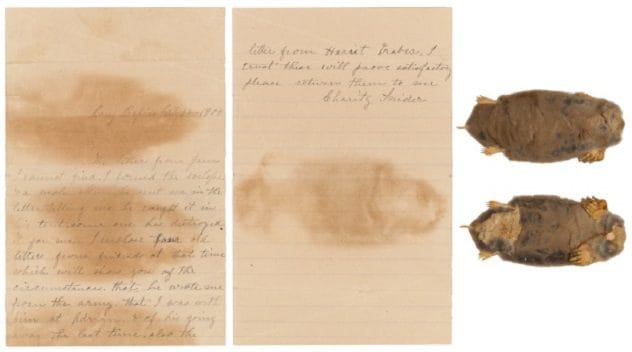 A preserved mole skin displayed next to a historical document.