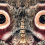 Mind-Blowing Moth Facts: You Won't Believe #7!