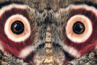 Mind-Blowing Moth Facts: You Won't Believe #7!
