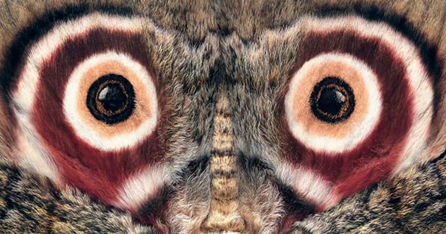 Mind-Blowing Moth Facts: You Won't Believe #7!