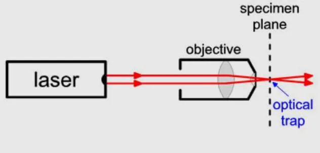 Illustration of optical tweezers manipulating particles with laser beams