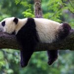 10 Amazing Panda Facts: More Than Just Bamboo!