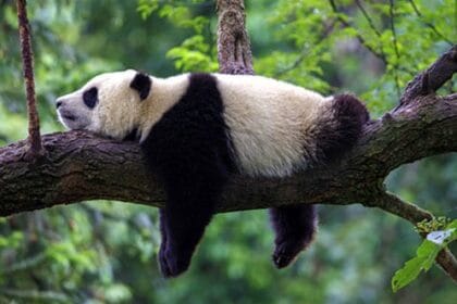 10 Amazing Panda Facts: More Than Just Bamboo!