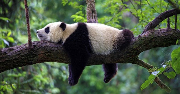 Panda cub in a wildlife preserve learning survival skills from a costumed caretaker