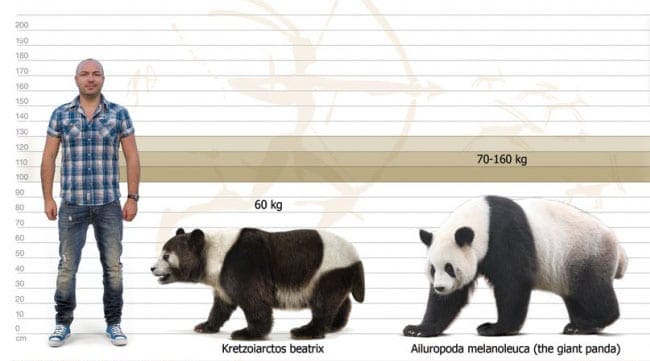 panda ancestor