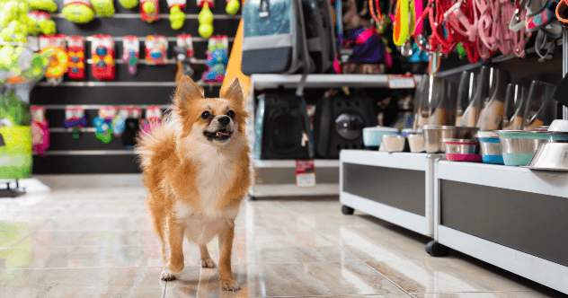 Dog Owner Must-Haves: 10 Genius Inventions!