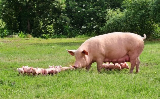 Sow with her piglets, illustrating pig reproduction