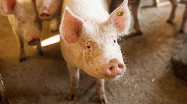 Close-up of a pig's face, relevant to facial recognition technology
