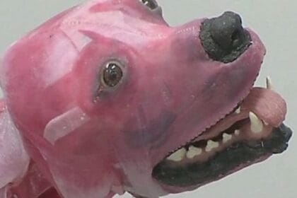 10 Odd Facts About Synthetic Inventions: Some are Revolting!