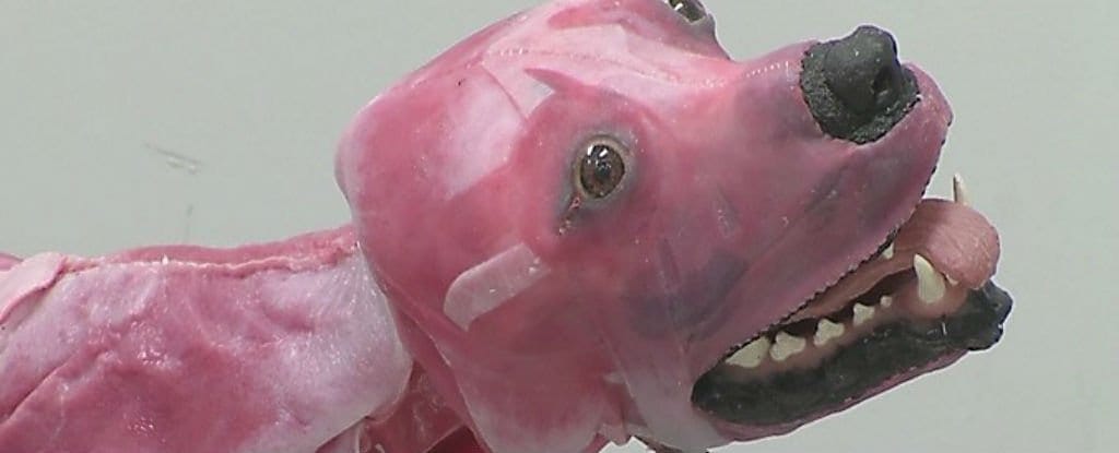 Pink Dog