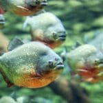10 Misunderstood South American Animals