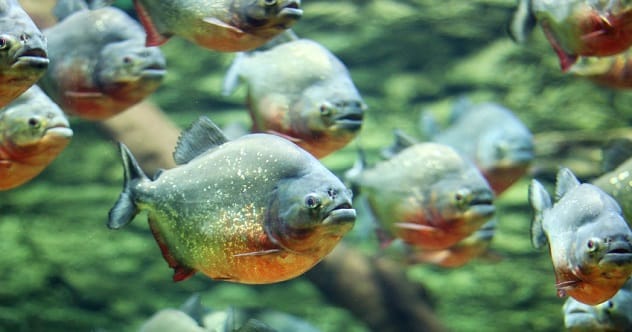 Piranha