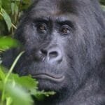 Planet of the Apes: 10 Chilling Real-Life Signs