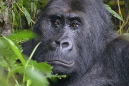 Planet of the Apes: 10 Chilling Real-Life Signs