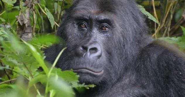 Planet of the Apes: 10 Chilling Real-Life Signs