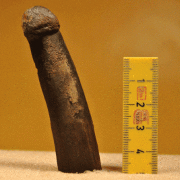 Oldest Phallus Known To Exist
