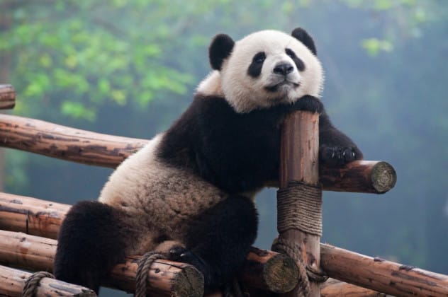 panda bleating
