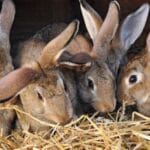 10 Wildest Medical Hoaxes: Unbelievable But True Scams!