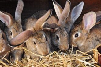 10 Wildest Medical Hoaxes: Unbelievable But True Scams!