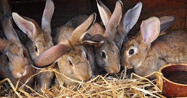 10 Wildest Medical Hoaxes: Unbelievable But True Scams!