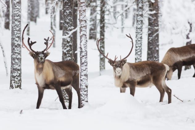 Illustration of reindeer, relating to 'Twas the Night Before Christmas'