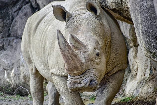 White rhino name