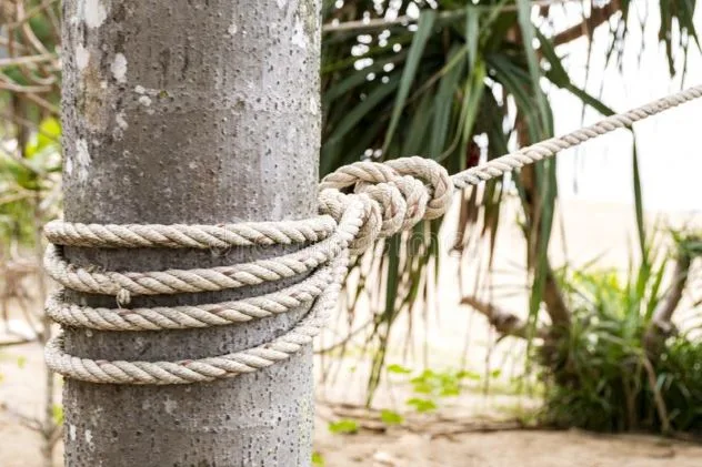 Two bent trees with ropes, illustrating a historical punishment method.