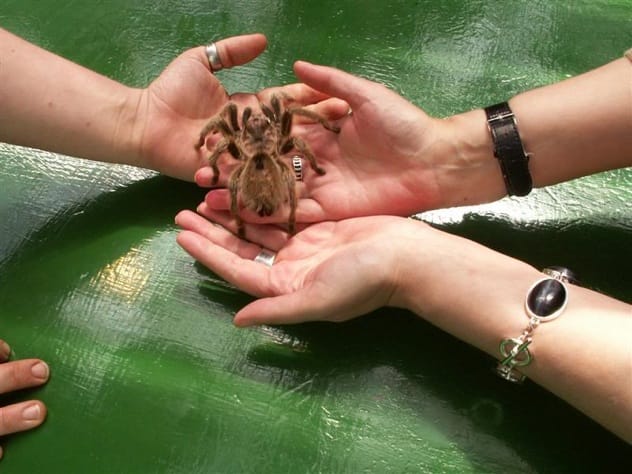 Rose Tarantula