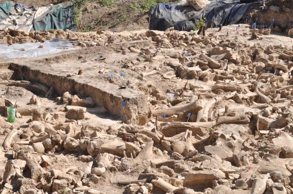 Archaeological site showing a circular structure made from mammoth bones in Russia