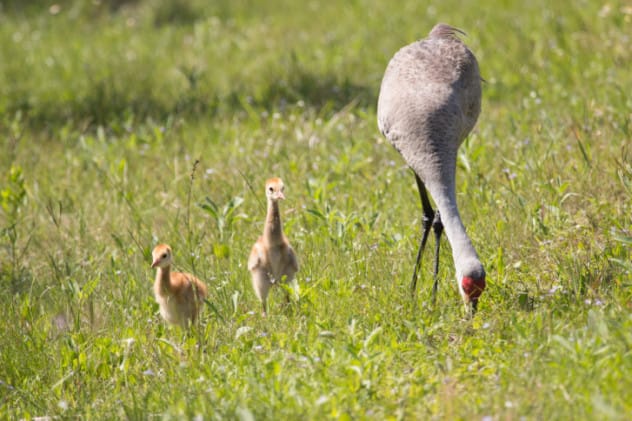 Conservationist in a white costume with a crane puppet feeding young cranes
