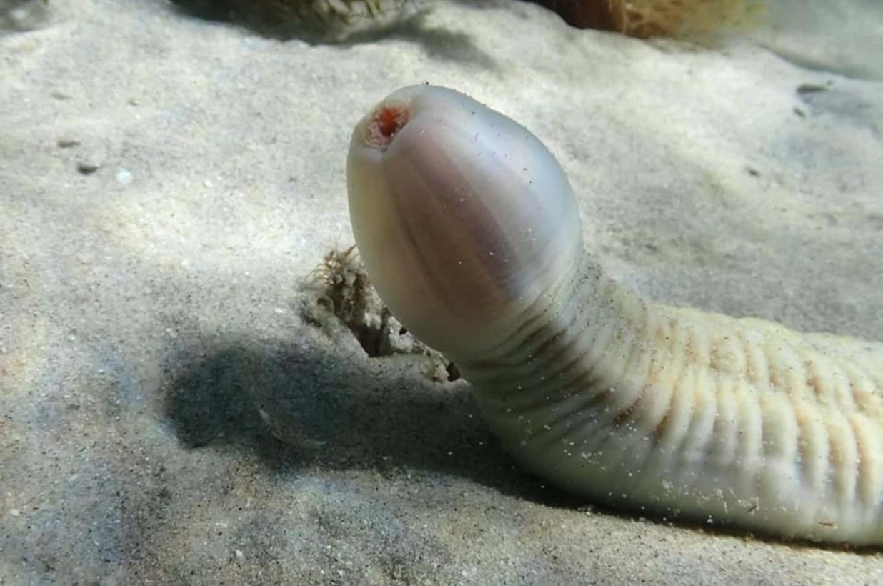 Sea Penis