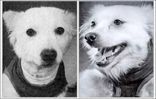 Shutka and Kometka, Soviet space dogs who survived a crash landing
