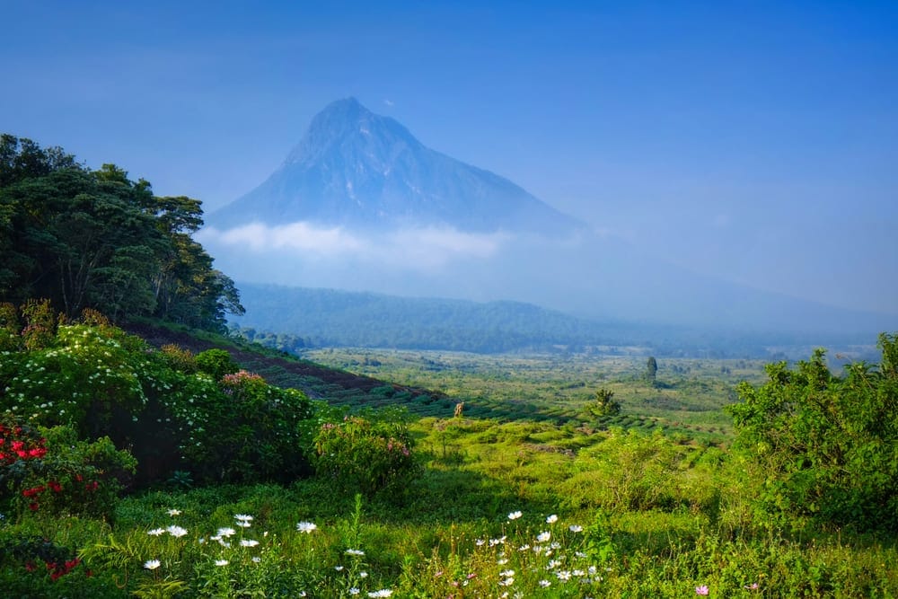 Mountain Gorillas in Virunga National Park