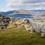 Wales' 10 Spookiest Unsolved Mysteries: Ghosts & Legends