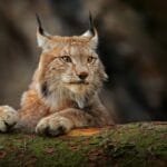 Top 10 Creepiest Nature Sounds & Wildlife Noises That Chill