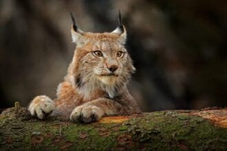 Top 10 Creepiest Nature Sounds & Wildlife Noises That Chill