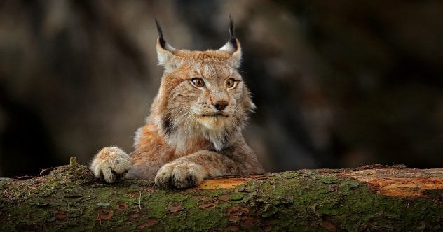 Top 10 Creepiest Nature Sounds & Wildlife Noises That Chill