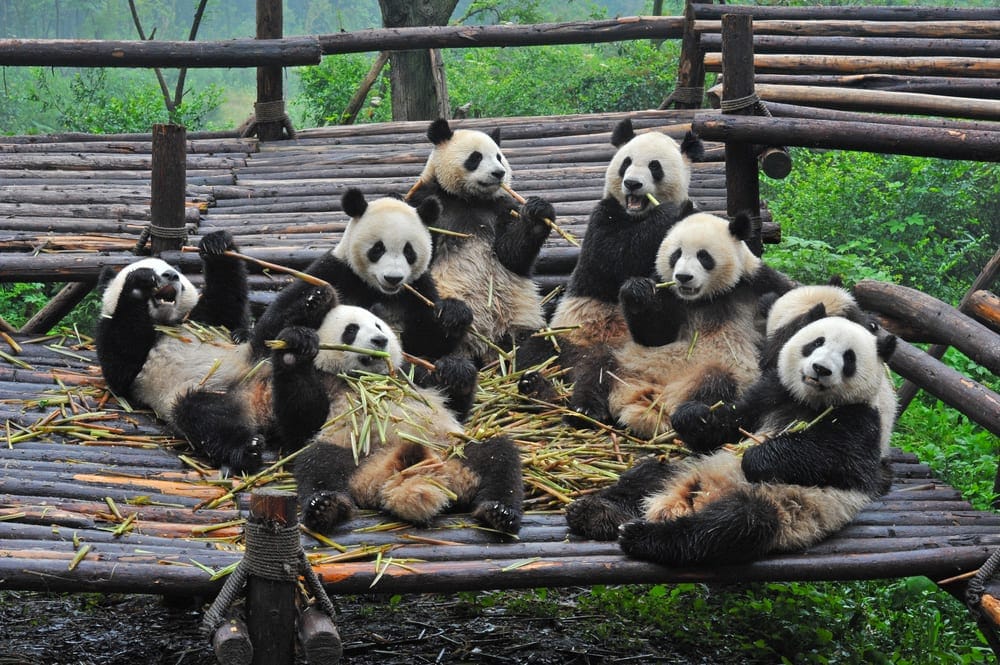 panda future
