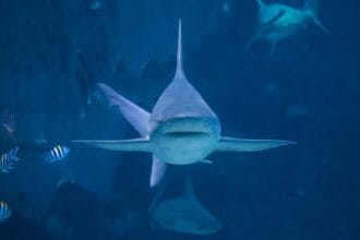 10 Wildly Dumb Shark Tank Products You Won't Believe