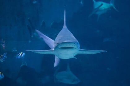 10 Wildly Dumb Shark Tank Products You Won't Believe