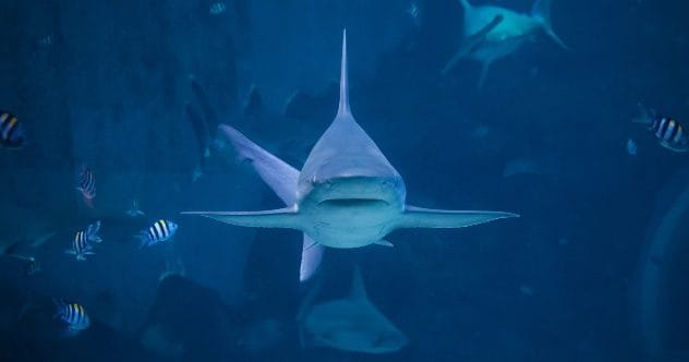 10 Wildly Dumb Shark Tank Products You Won't Believe