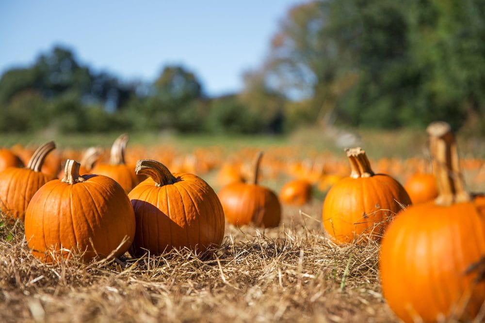 Roadside memorial with pumpkins