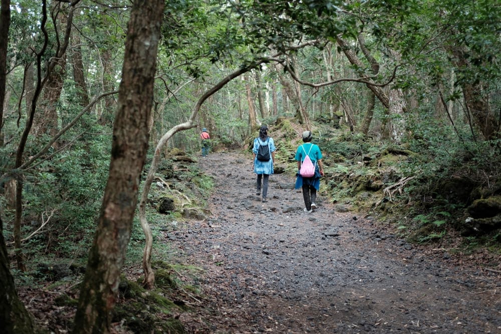 Camping in Aokigahara Forest