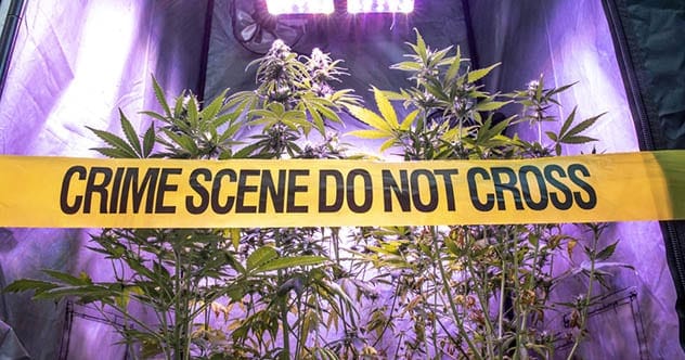 10 Dark Marijuana Murders That Shocked the World