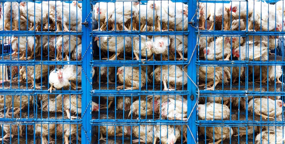 Industrial Poultry Production