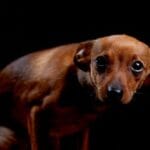 10 Vets Gone Bad: Shocking Criminal Cases