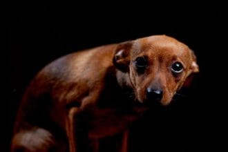 10 Vets Gone Bad: Shocking Criminal Cases