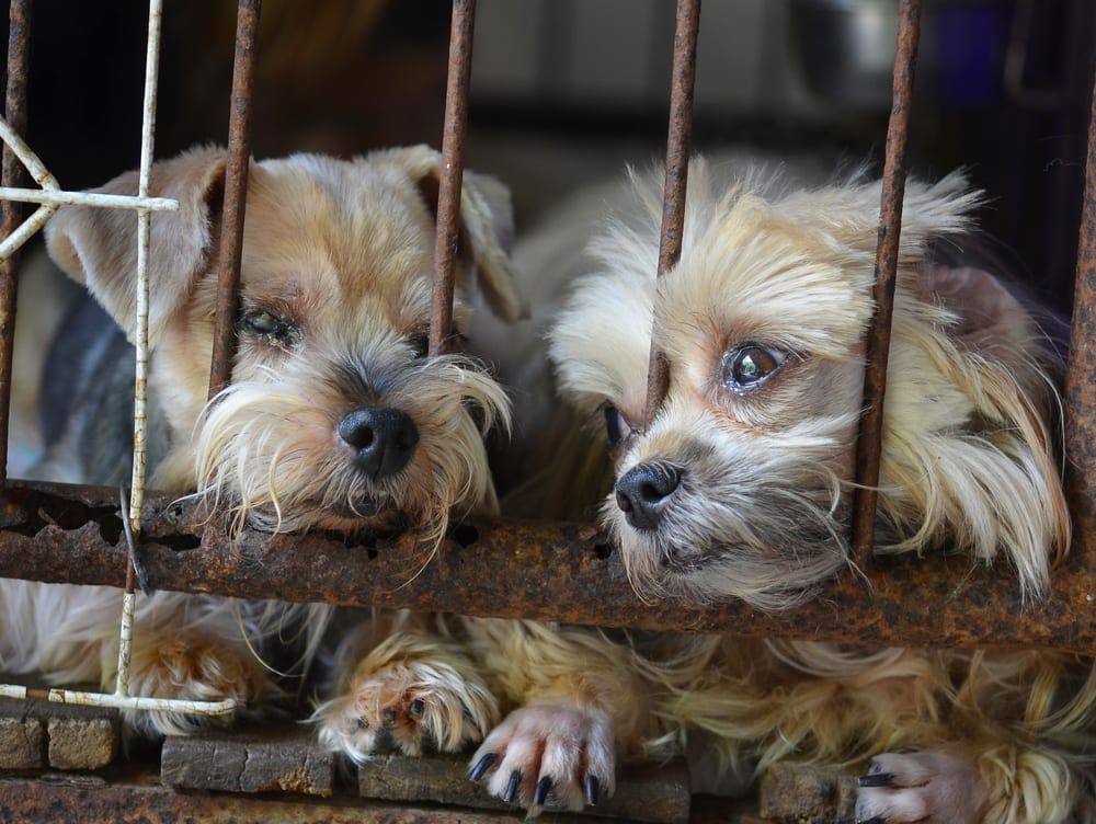 Puppy Mills