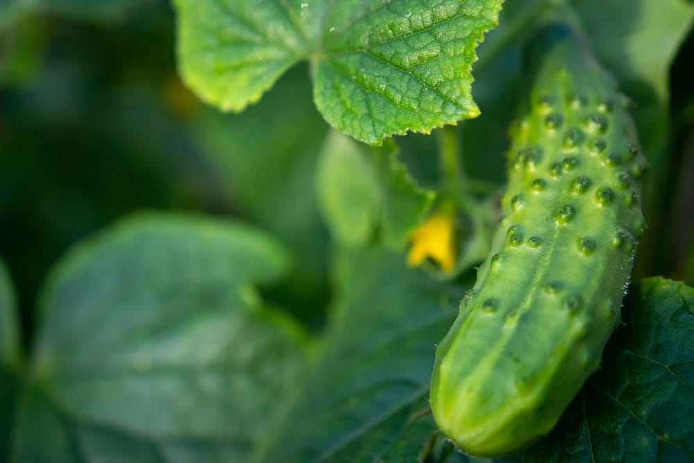 A cucumber, symbolizing the unusual item involved in the library incident