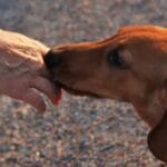 10 Animals With Surprising Disease Detection Superpowers